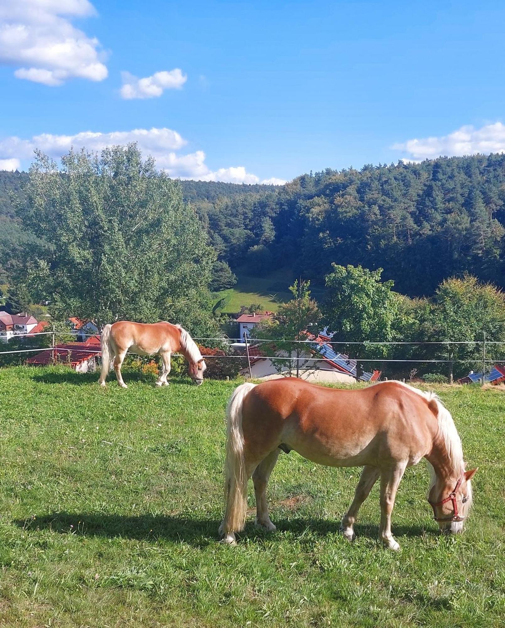 Haingrund Bergfeldhofヴィラ エクステリア 写真